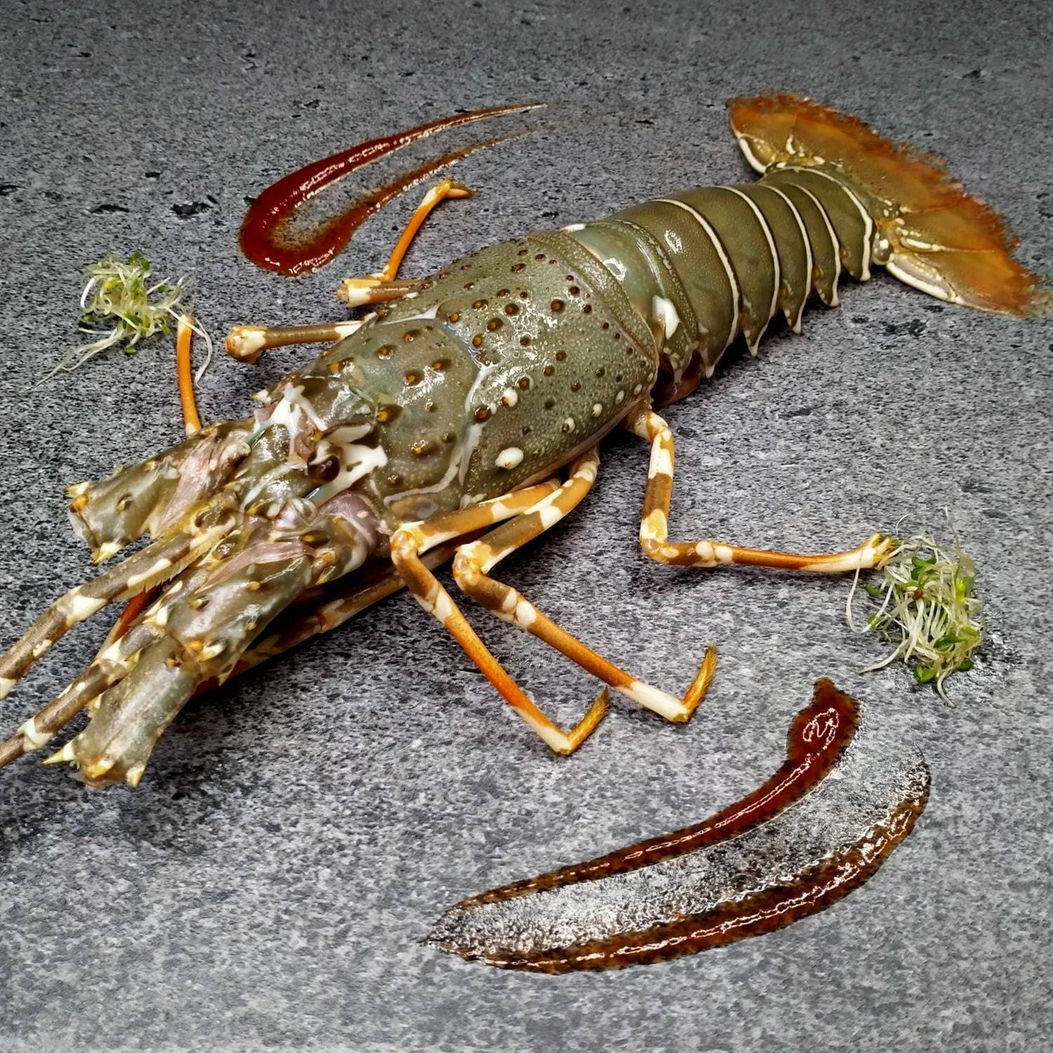 Lobster - Medium Size, Cleaned